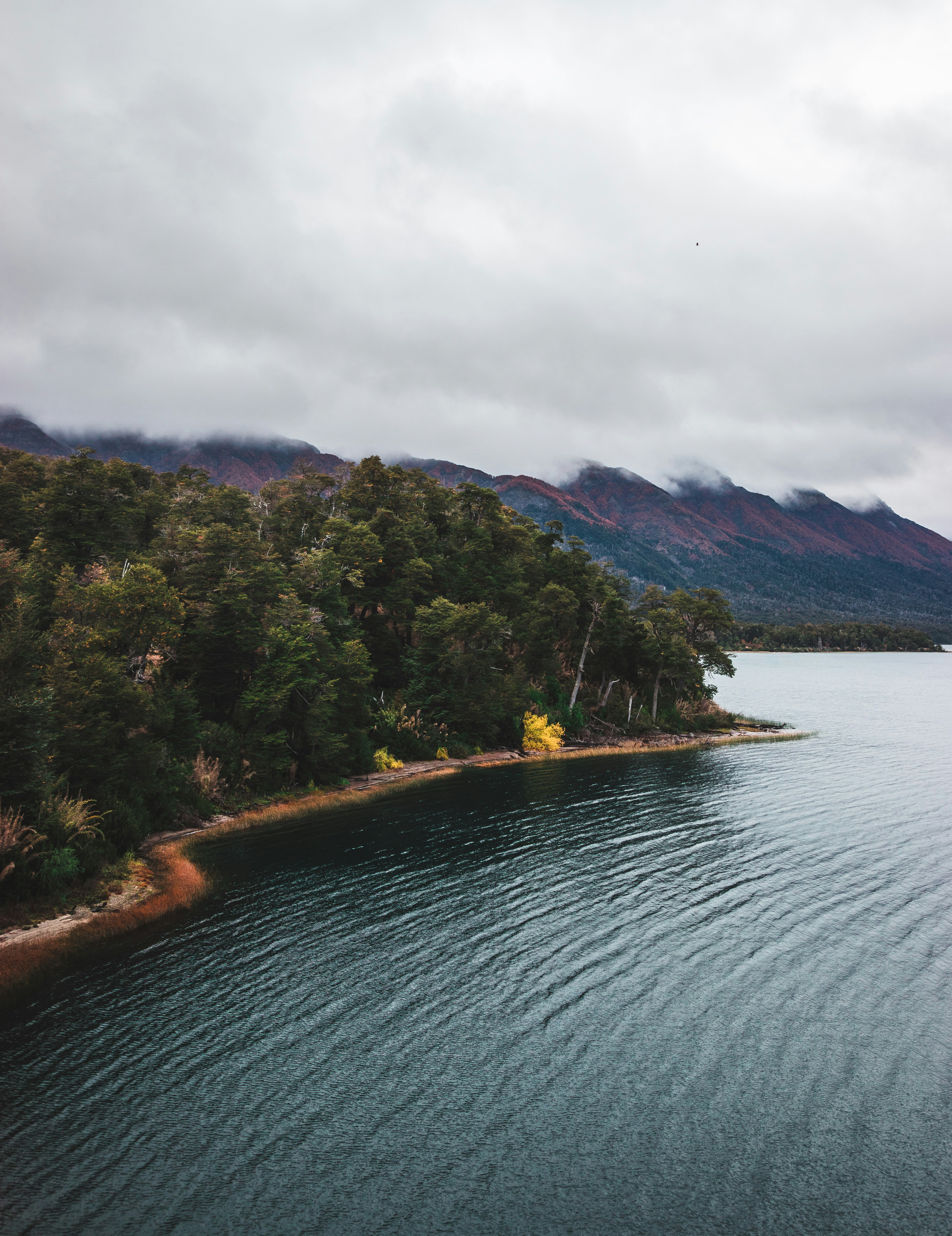 aerial photography of green trees and blue body of water